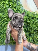 Brindle boy , a male French Bulldog for sale in South Gate, CA – Photo 3 of 3