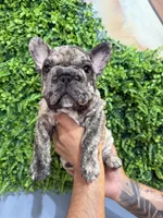 Brindle boy , a male French Bulldog for sale in South Gate, CA – Photo 2 of 3