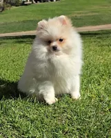 White snow , a male Pomeranian for sale in South Gate, CA – Photo 4 of 4