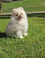 White snow , a male Pomeranian for sale in South Gate, CA – Photo 3 of 4