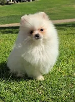 White snow , a male Pomeranian for sale in South Gate, CA – Photo 2 of 4
