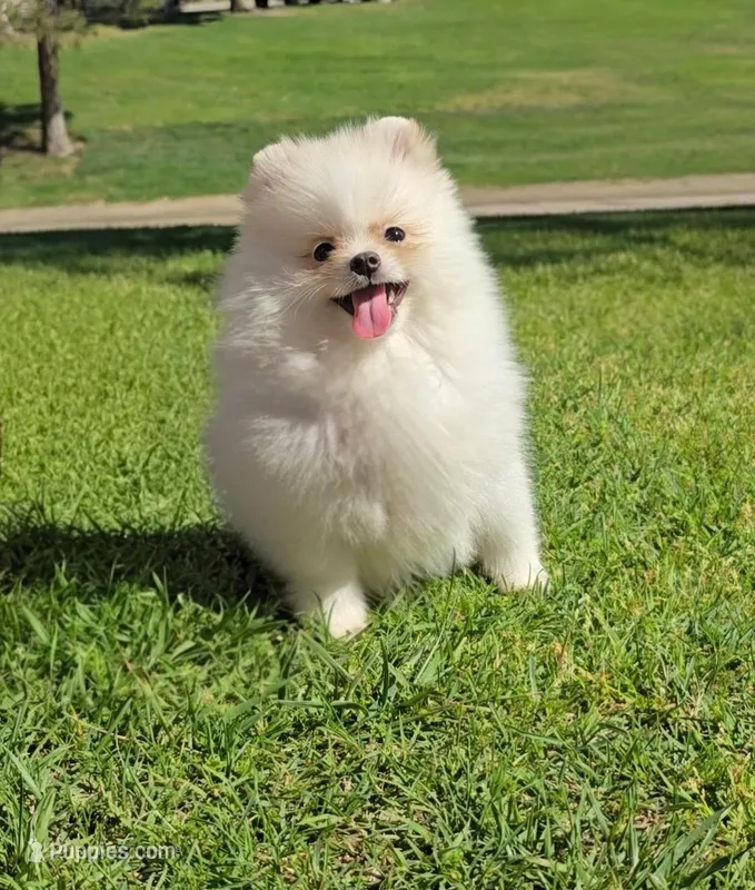 White snow  – Pomeranian puppy for sale in South Gate, CA