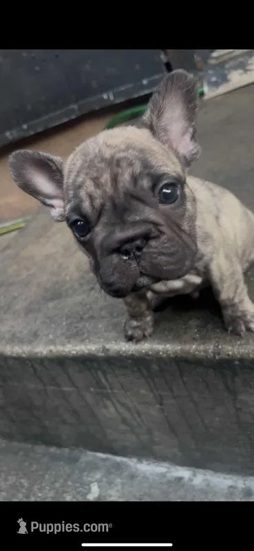 Brindle boy  – French Bulldog puppy for sale in South Gate, CA