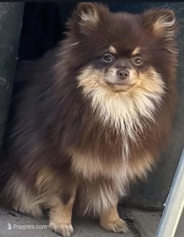 Pomeranian chocolate  – Pomeranian puppy for sale in South Gate, CA