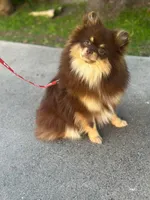 Pomeranian chocolate , a male Pomeranian for sale in South Gate, CA – Photo 1 of 2