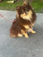 Pomeranian chocolate , a male Pomeranian for sale in South Gate, CA – Photo 2 of 2