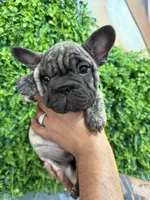 Brindle boy , a male French Bulldog for sale in South Gate, CA – Photo 2 of 2