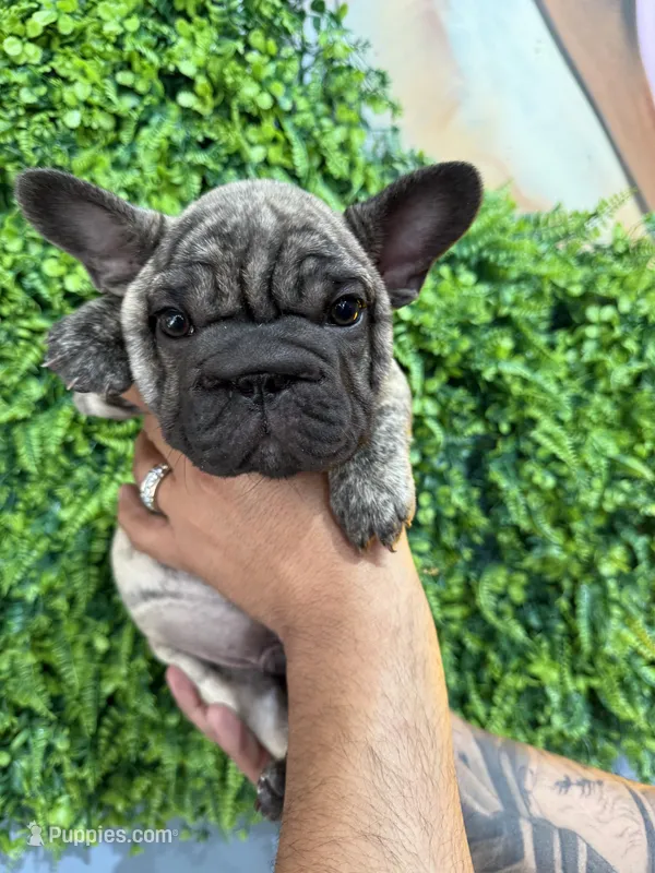 Brindle boy  – French Bulldog puppy for sale in South Gate, CA