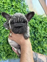 Brindle boy , a male French Bulldog for sale in South Gate, CA – Photo 1 of 2