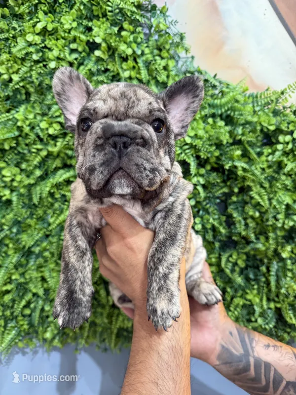 Merle boy 1  – French Bulldog puppy for sale in South Gate, CA