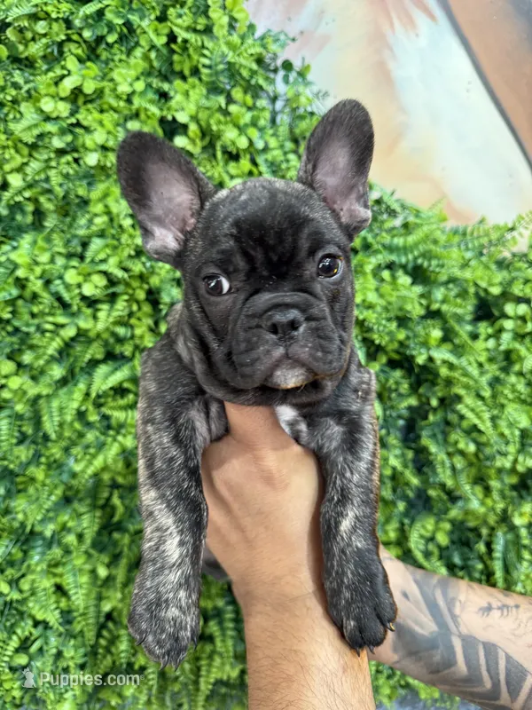 Black Merle  – French Bulldog puppy for sale in South Gate, CA