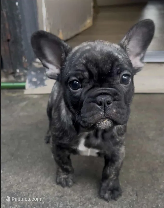 Black Merle  – French Bulldog puppy for sale in South Gate, CA