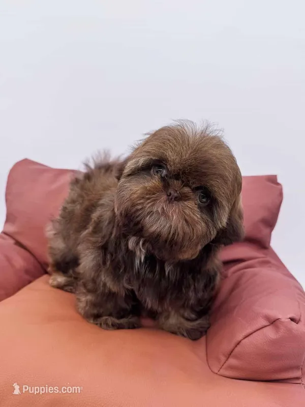 Shitzu  – Shih Tzu puppy for sale in South Gate, CA