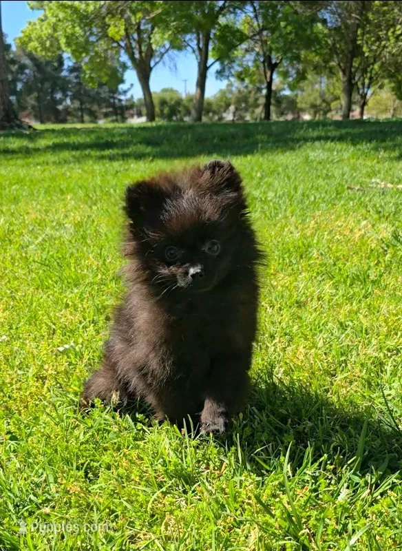 Blacky  – Pomeranian puppy for sale in South Gate, CA