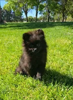 Blacky , a male Pomeranian for sale in South Gate, CA – Photo 1 of 4