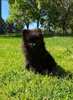 Blacky , a male Pomeranian for sale in South Gate, CA – Photo 3 of 4