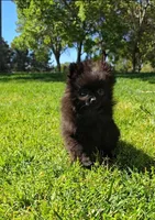 Blacky , a male Pomeranian for sale in South Gate, CA – Photo 2 of 4