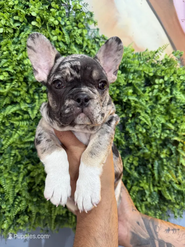 Merle  – French Bulldog puppy for sale in South Gate, CA