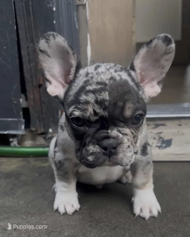 Merle  – French Bulldog puppy for sale in South Gate, CA