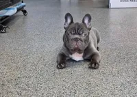 Rolly, a male French Bulldog for sale in South Gate, CA – Photo 2 of 3