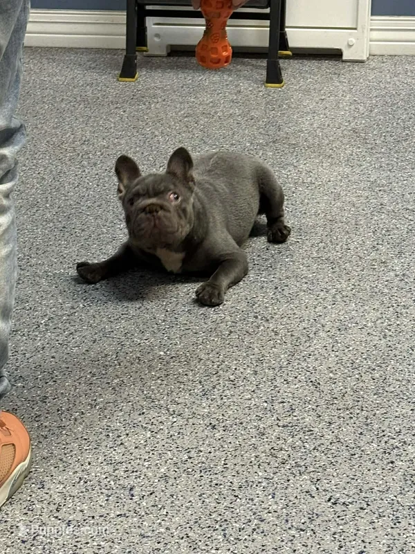 Rolly – French Bulldog puppy for sale in South Gate, CA