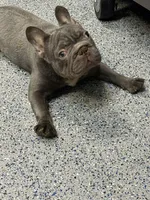 Rolly, a male French Bulldog for sale in South Gate, CA – 2 of 5