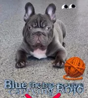 Rolly, a male French Bulldog for sale in South Gate, CA – Photo 3 of 3