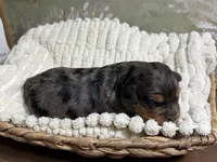 Happy, a female Miniature Aussiedoodle for sale in Alton, MO – 9 of 10