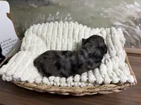 Happy, a female Miniature Aussiedoodle for sale in Alton, MO – 10 of 10