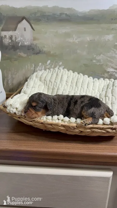 Dopey – Miniature Aussiedoodle puppy for sale in Alton, MO