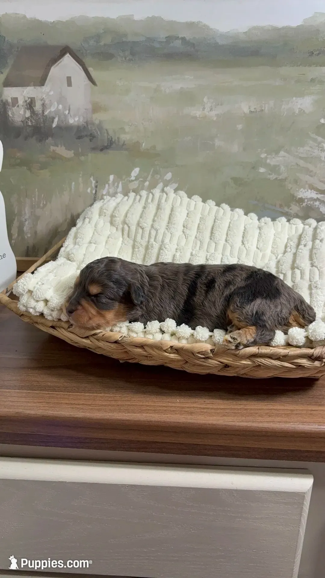 Dopey, a male Miniature Aussiedoodle for sale in Alton, MO – 1 of 9