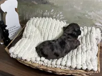 Happy, a female Miniature Aussiedoodle for sale in Alton, MO – 6 of 10