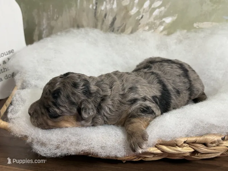 Bashful – Miniature Aussiedoodle puppy for sale in Alton, MO