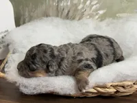 Bashful, a female Miniature Aussiedoodle for sale in Alton, MO – 1 of 10