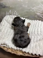 Dopey, a male Miniature Aussiedoodle for sale in Alton, MO – 8 of 9