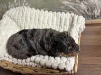 Doc, a male Miniature Aussiedoodle for sale in Alton, MO – 9 of 10