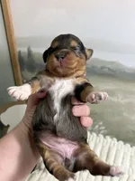Happy, a female Miniature Aussiedoodle for sale in Alton, MO – 2 of 10