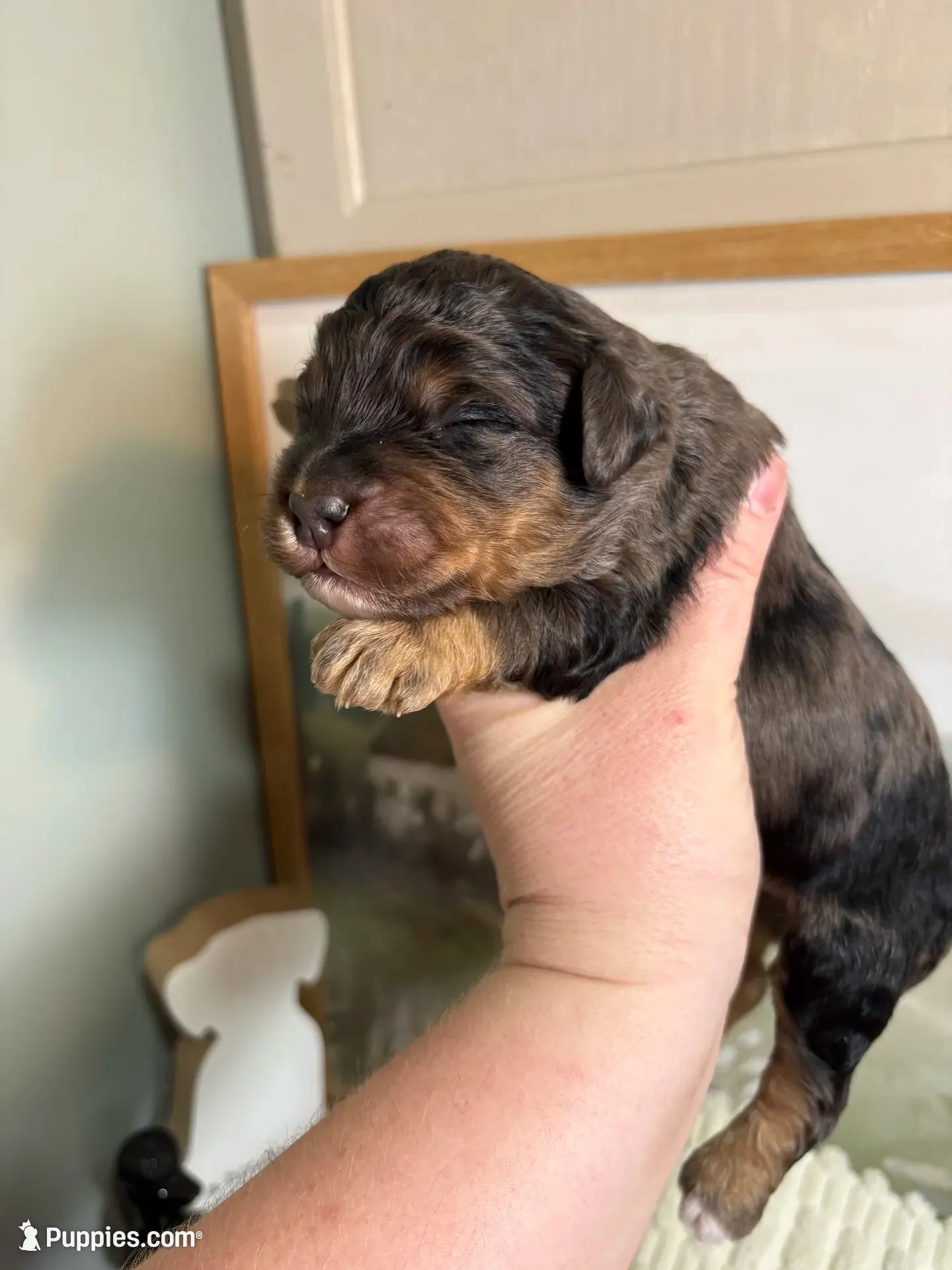 Sleepy, a male Miniature Aussiedoodle for sale in Alton, MO – 1 of 10