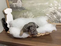 Bashful, a female Miniature Aussiedoodle for sale in Alton, MO – 2 of 10
