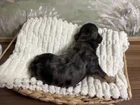 Sleepy, a male Miniature Aussiedoodle for sale in Alton, MO – 8 of 10