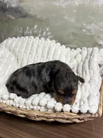 Happy, a female Miniature Aussiedoodle for sale in Alton, MO – 3 of 10
