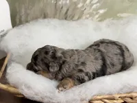 Bashful, a female Miniature Aussiedoodle for sale in Alton, MO – 6 of 10