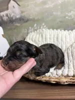 Sleepy, a male Miniature Aussiedoodle for sale in Alton, MO – 2 of 10