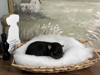 Sneezy, a male Miniature Aussiedoodle for sale in Alton, MO – 7 of 10