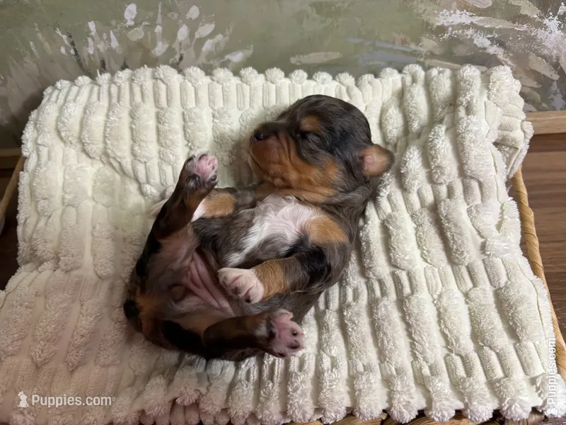 Happy – Miniature Aussiedoodle puppy for sale in Alton, MO
