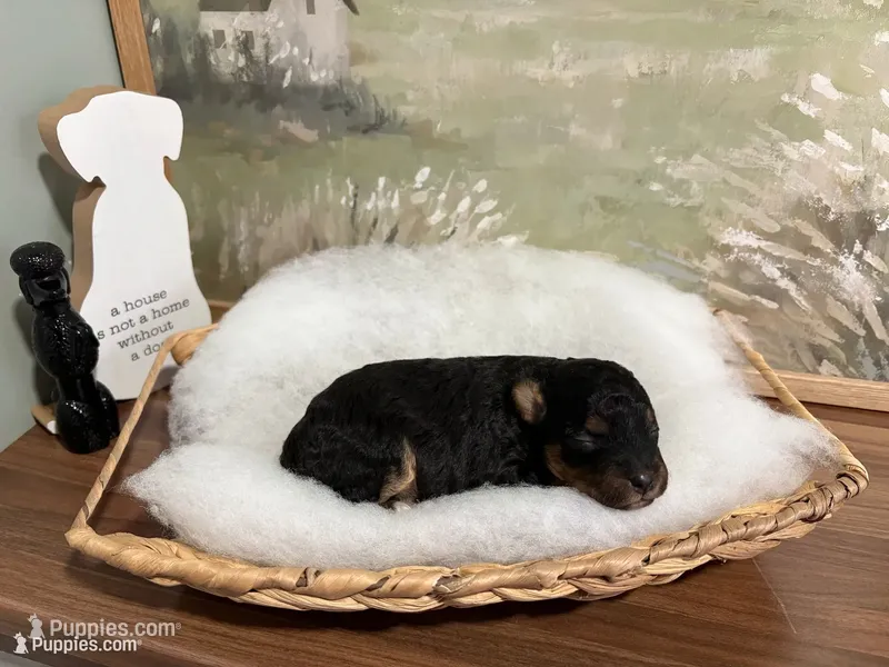 Sneezy – Miniature Aussiedoodle puppy for sale in Alton, MO