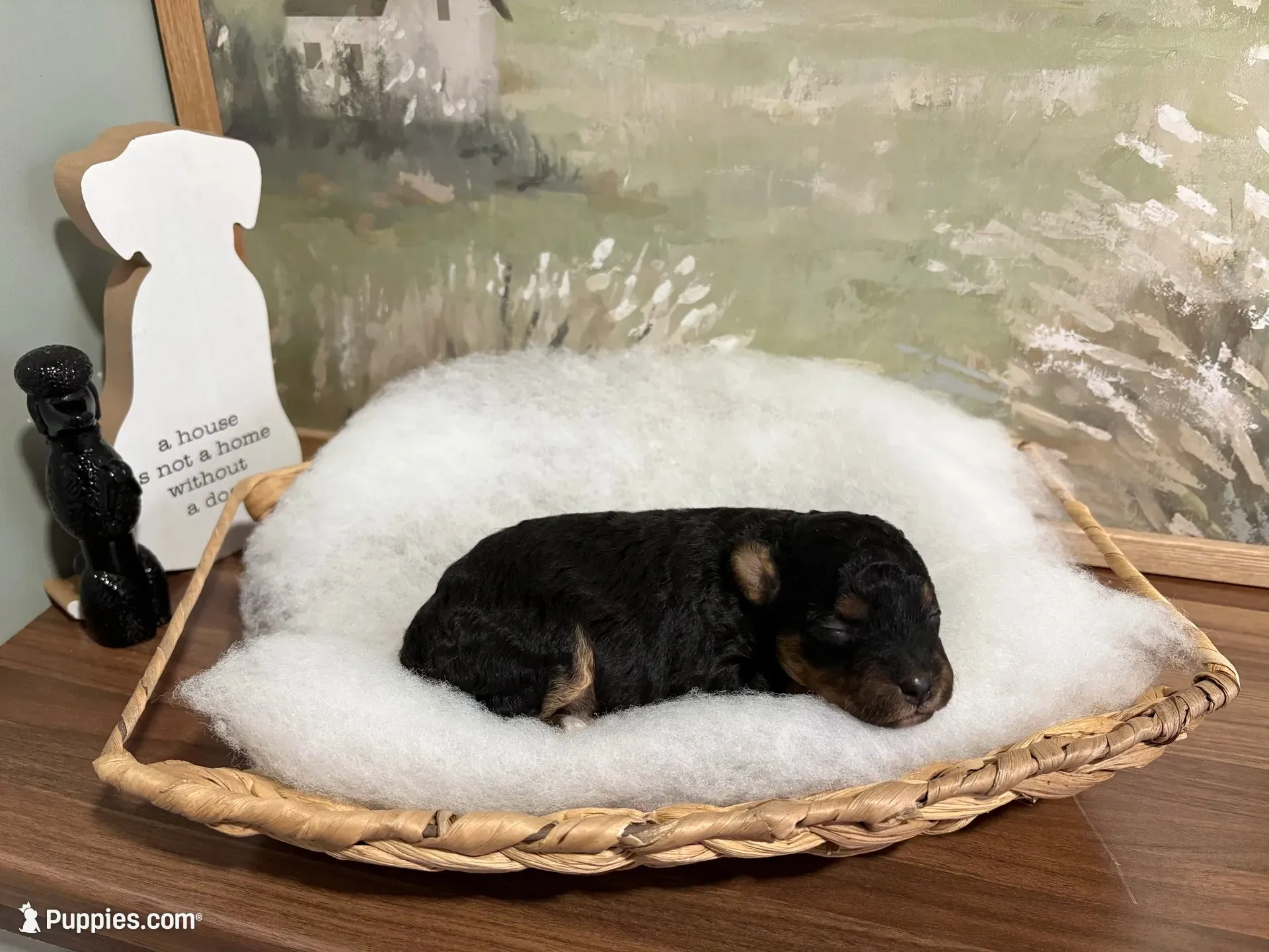 Sneezy, a male Miniature Aussiedoodle for sale in Alton, MO – 1 of 10