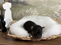 Sneezy, a male Miniature Aussiedoodle for sale in Alton, MO – 10 of 10