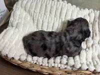 Happy, a female Miniature Aussiedoodle for sale in Alton, MO – 7 of 10