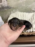 Sleepy, a male Miniature Aussiedoodle for sale in Alton, MO – 5 of 10